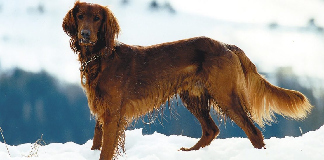 il sette è il cane giusto per ter