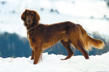 il sette è il cane giusto per ter