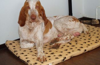 COME TI COMPORTI CON IL TUO CANE?