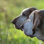 avere e cacciare con un bracco italiano