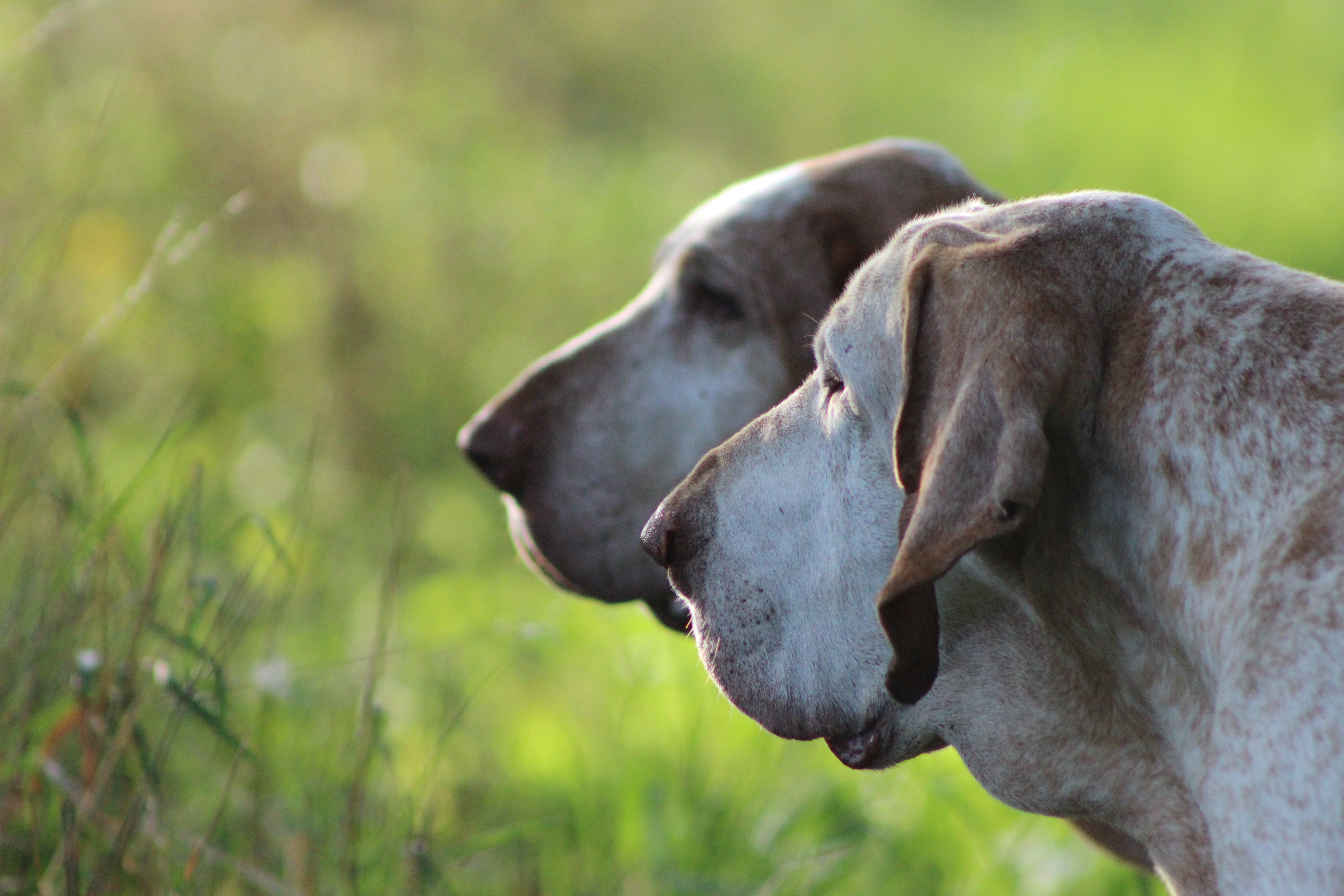 avere e cacciare con un bracco italiano