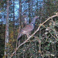 Cacciare il Cedrone - parte 2 Cacciare il Cedrone - parte 2