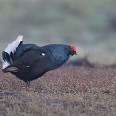 Come cacciare il forcello in Lapponia - parte 1 Come cacciare il forcello in Lapponia - parte 1