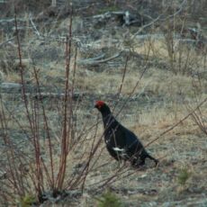 KONICA MINOLTA DIGITAL CAMERA