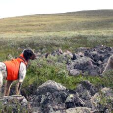 Caccia alle pernici alpine - 2 Caccia alle pernici alpine - 2