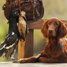 Gun dog near to trophies, horizontal, outdoors